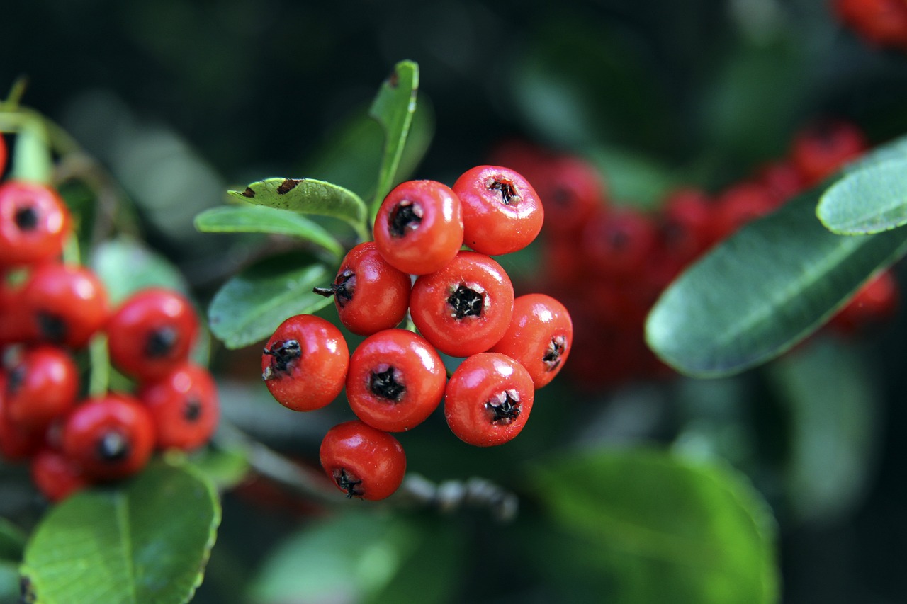 抓将真炮瞎胡闹，野马脱缰活活憋死.